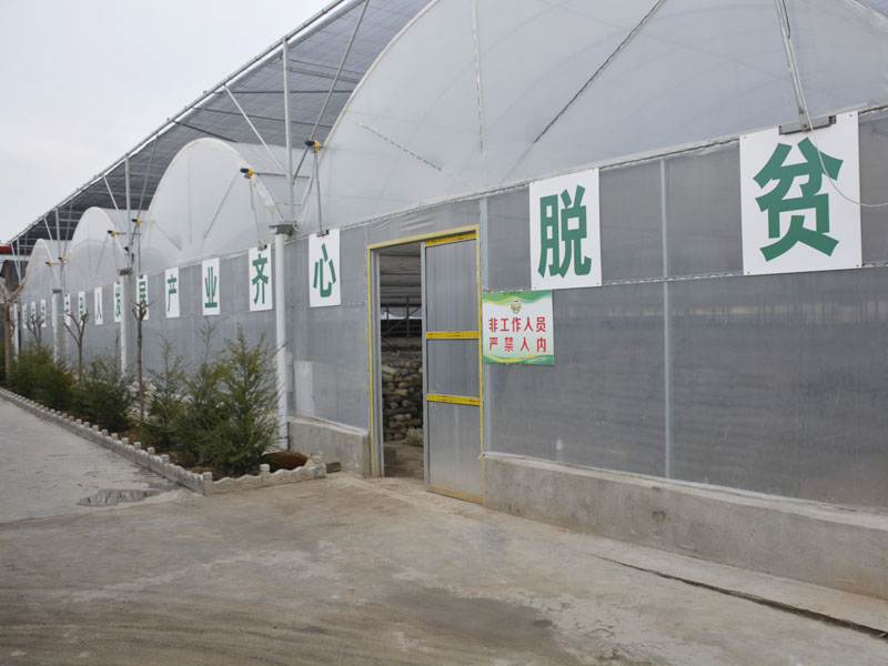 连栋薄膜温室