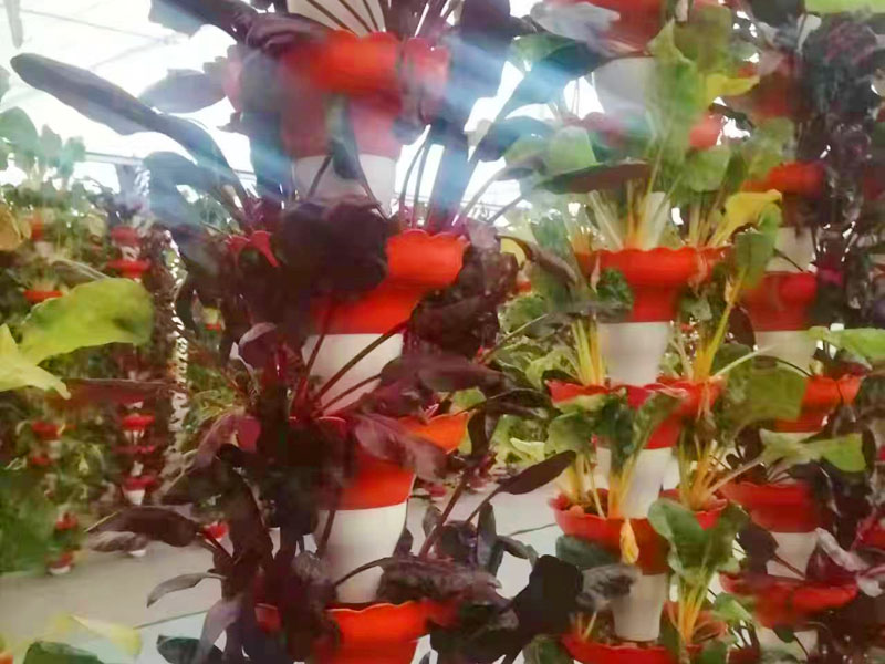 无土栽培